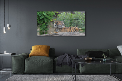 Quadro vetro acrilico Foresta di tigre