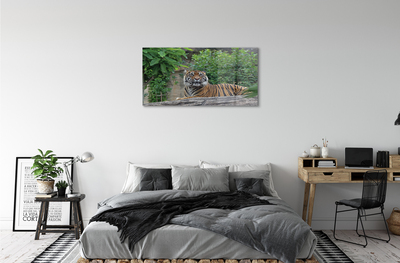 Quadro vetro acrilico Foresta di tigre