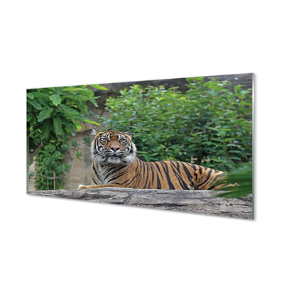 Quadro vetro acrilico Foresta di tigre