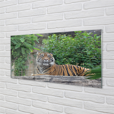 Quadro vetro acrilico Foresta di tigre