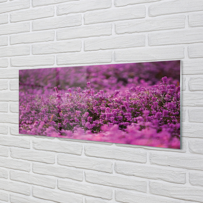 Quadro vetro acrilico Campo heather