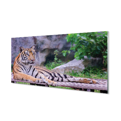 Quadro vetro acrilico Tigre nello zoo