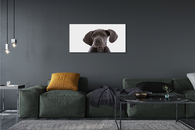 Quadro su tela Cane marrone