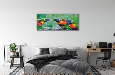 Quadro stampa su tela Albero di pappagalli colorati