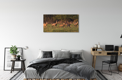 Quadro su tela Deer Sunrise Field