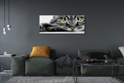 Quadro su tela Gatto grigio-nero