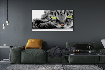 Quadro su tela Gatto grigio-nero