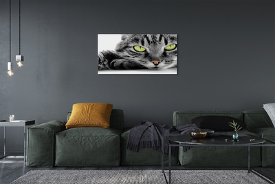 Quadro su tela Gatto grigio-nero