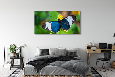 Quadro su tela Farfalla colorata sui fiori