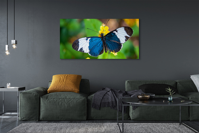 Quadro su tela Farfalla colorata sui fiori