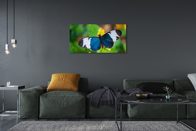 Quadro su tela Farfalla colorata sui fiori