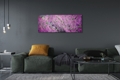 Quadro su tela Campo heather