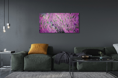 Quadro su tela Campo heather