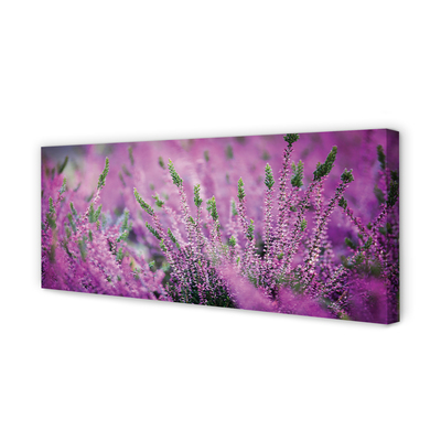 Quadro su tela Campo heather