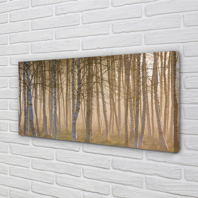 Quadro su tela Foresta dell'alba dell'albero