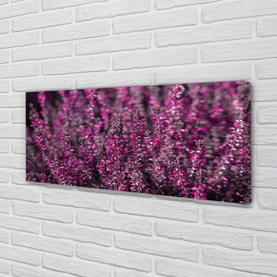 Quadro su tela Campo heather