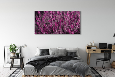 Quadro su tela Campo heather