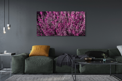 Quadro su tela Campo heather