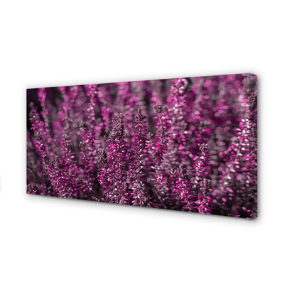 Quadro su tela Campo heather