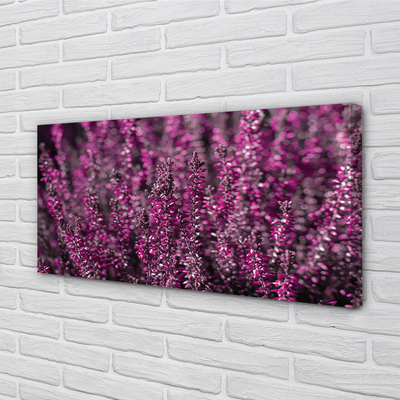 Quadro su tela Campo heather