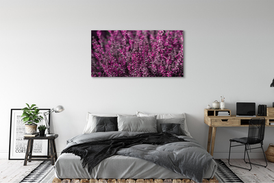 Quadro su tela Campo heather