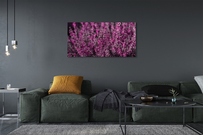 Quadro su tela Campo heather