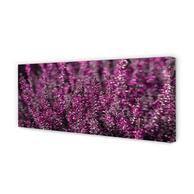 Quadro su tela Campo heather