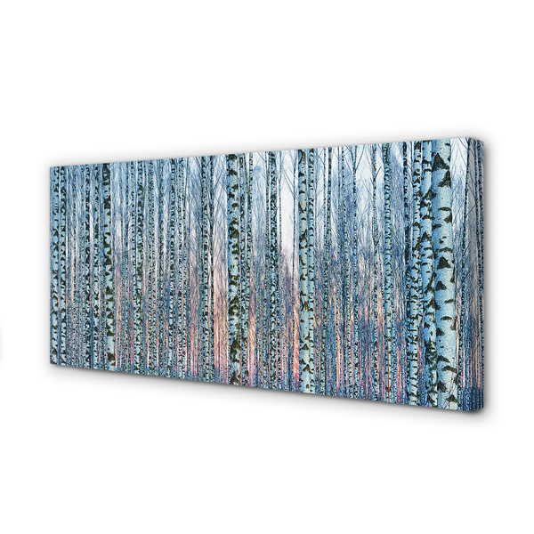 Quadro stampa su tela Sunset della foresta di betulla