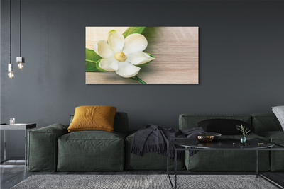 Stampa quadro su tela Magnolia bianca