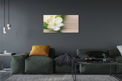 Stampa quadro su tela Magnolia bianca