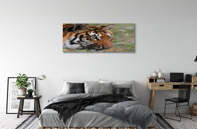 Foto quadro su tela Foresta di tigre