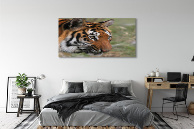 Foto quadro su tela Foresta di tigre