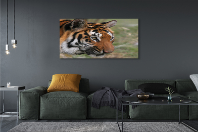 Foto quadro su tela Foresta di tigre