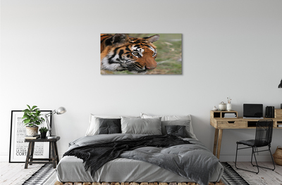 Foto quadro su tela Foresta di tigre