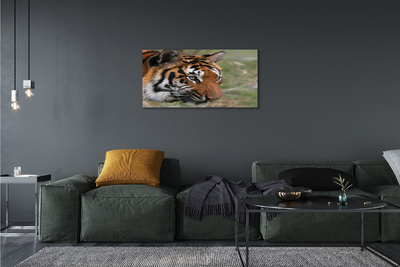 Foto quadro su tela Foresta di tigre