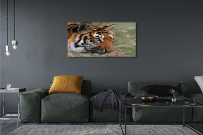 Foto quadro su tela Foresta di tigre