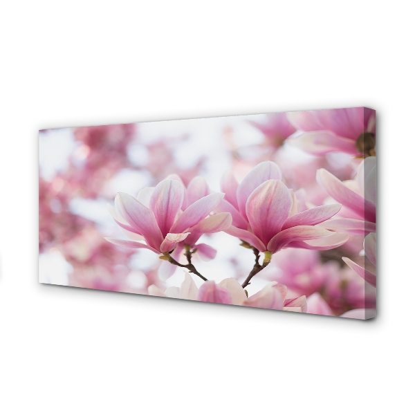 Foto quadro su tela Alberi magnolia