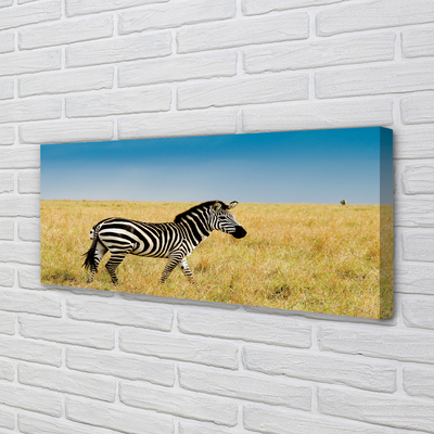 Stampa quadro su tela Campo zebra