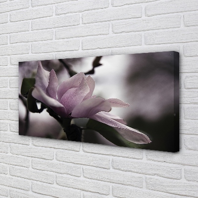 Quadro su tela Magnolia