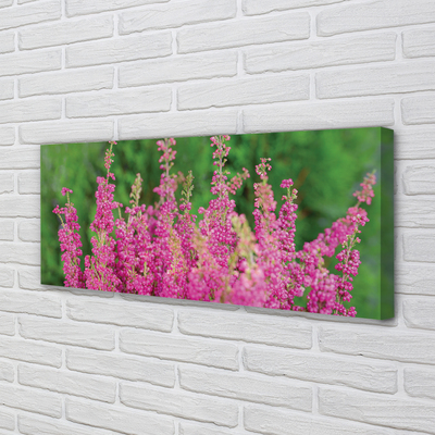 Quadro su tela Fiori di erica