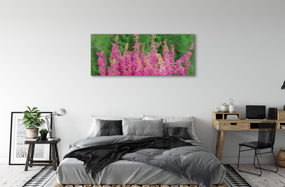 Quadro su tela Fiori di erica