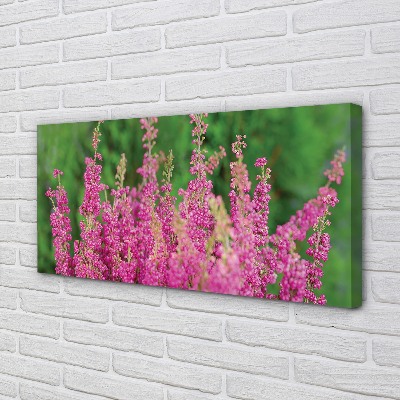 Quadro su tela Fiori di erica