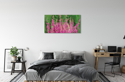 Quadro su tela Fiori di erica