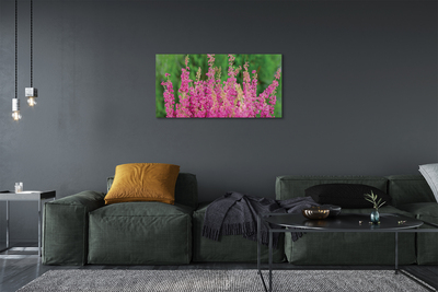 Quadro su tela Fiori di erica