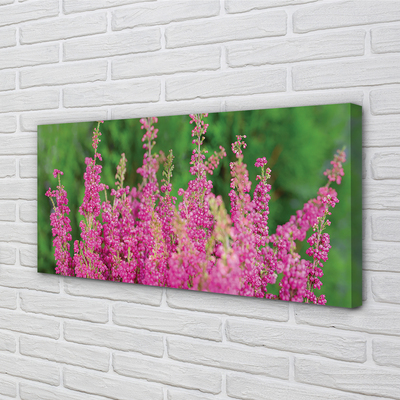 Quadro su tela Fiori di erica