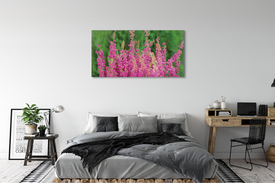 Quadro su tela Fiori di erica