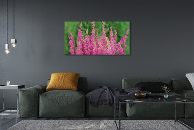 Quadro su tela Fiori di erica