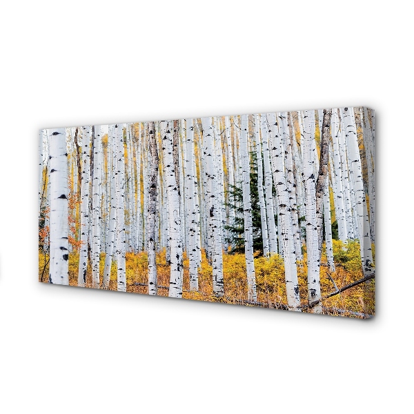 Foto quadro su tela Birch autunnale