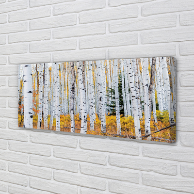 Foto quadro su tela Birch autunnale