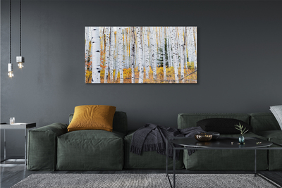 Foto quadro su tela Birch autunnale